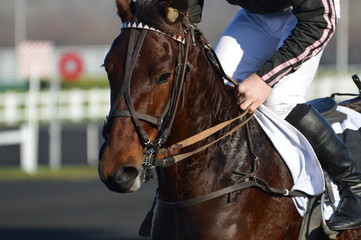 Obraz premium cheval de courses