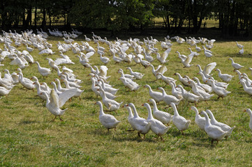 Stado gęsi © marsad