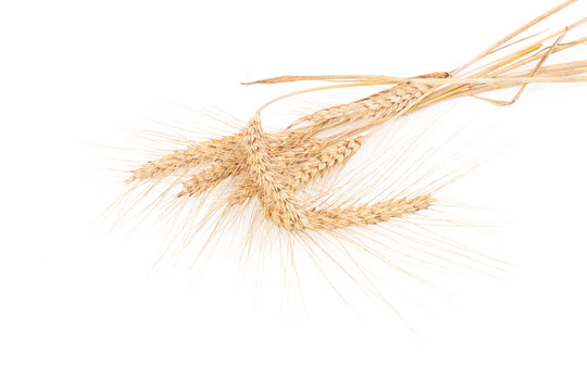 ears of wheat isolated on white