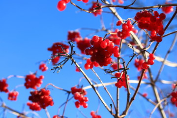 Winterbeeren