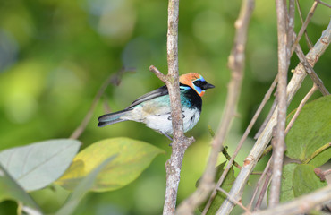 Golden-Hooded Tanager