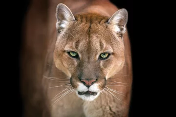 Fotobehang Poema Puma, cougar portret geïsoleerd op zwarte achtergrond