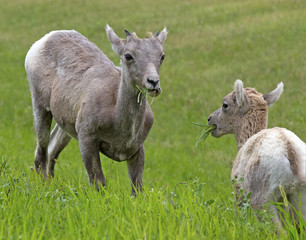 Fototapeta premium Two goats on a green lawn at summer, Wyoming