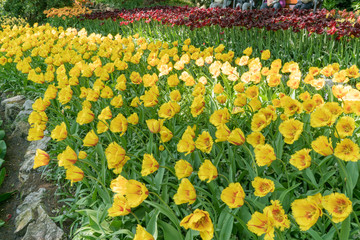 Yellow Tulips at the Tulip Festival in Keukenhof Netherlands