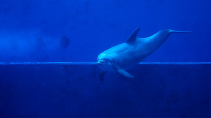 dolphin