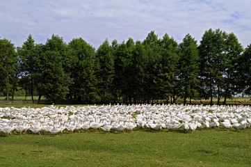 Stado gęsi © marsad