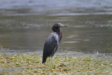 Little Blue Heron