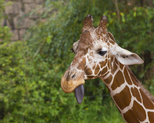 Giraffe Tongue Out Portrait - Colorado, Colorado Springs