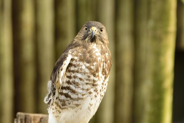 Beautiful American Red tailed hawk looking curious.  
