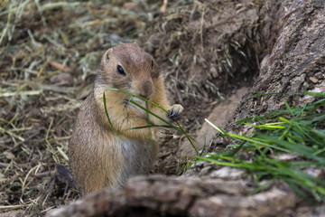 Prairie dog eat green grass stalk on tree trunk