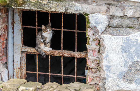 A stray cat on the grill of the basement window