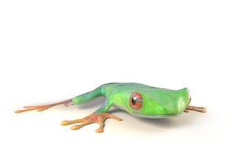 red eyed tree frog from tropical rainforest of Costa Rica isolated on white. Agalychnis callidrias. 3d illustration