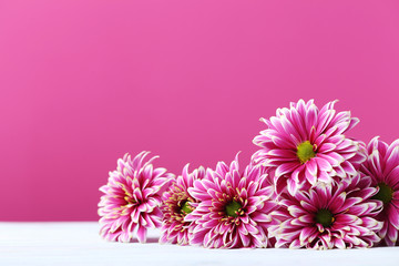 Chrysanthemum flowers on a pink background