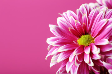 Chrysanthemum flower on a pink background