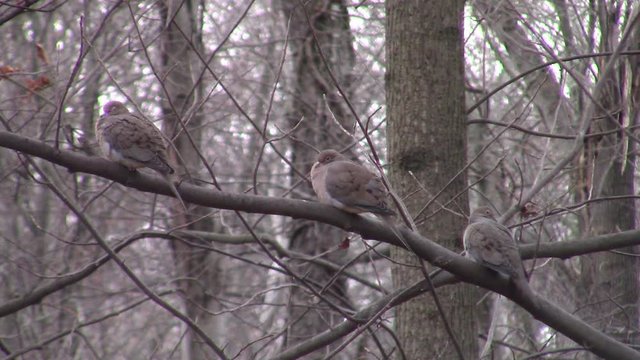 three mourning doves (Zenaida macroura) perched on a branch in cold weather