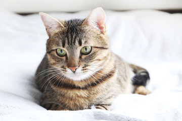 Beautiful cat on the grey plaid
