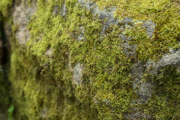 Green moss on stone in the forest