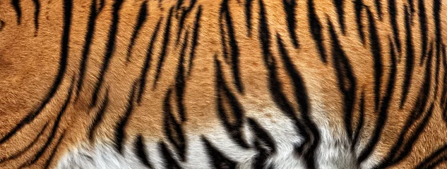 Papier Peint photo Tigre vraie texture de peau de tigre, fourrure