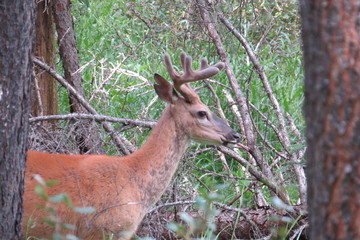 Mule deer eating pastures in the forest. Banff, Canada.