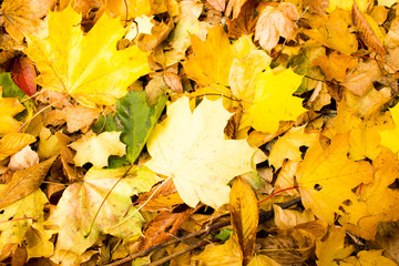 Autumn leaves Texture Background