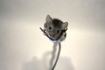 Mouse on the cable