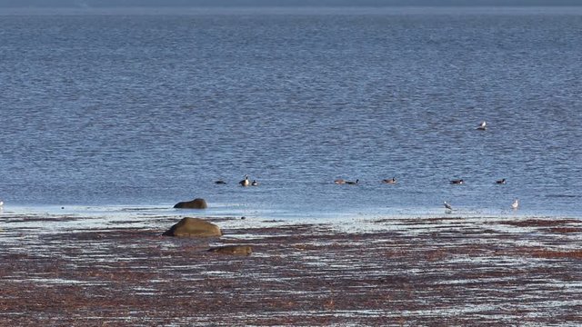 oiseaux