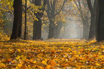 Autumn colorful tree alley in the park on a sunny day in Krakow, Poland