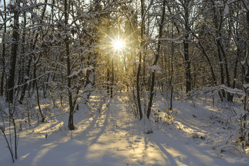 утреннее солнце в зимнем лесу