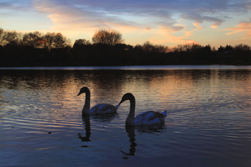 Fototapeta premium Swan lake sunset