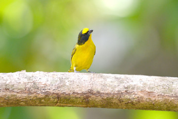 Yellow-crowned euphonia (Euphonia luteicapilla)