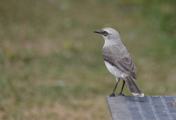 Tropical Mockingbird
