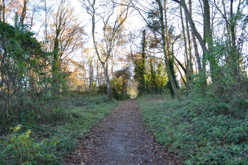 forest  path woods 