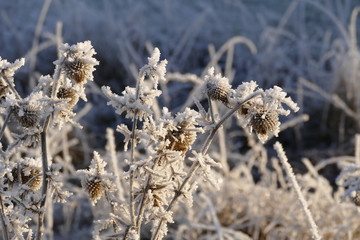 Vertrocknete Samenstände von Disteln, von Eiskristallen überzogen