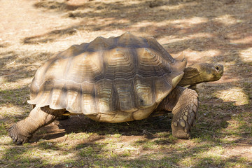 Large Turtle - South Dakota