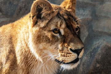 The look of a wild lioness