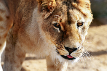 Wild lioness