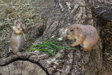 Pair of prairie dogs eat green grass stalk on trunk