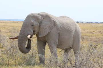 Fototapeta na wymiar Elefant Etosha