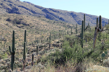 Saguaro national park in USA