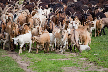 Large herd of goats and sheep on the green grass