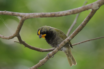 Yellow-faced Grassquit