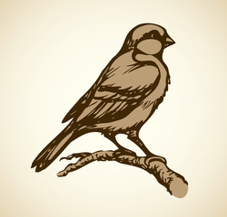 Vector drawing. Tits, sparrows and bullfinches on branches