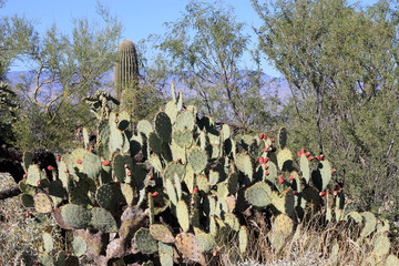 Cactus in Saguaro national park in USA