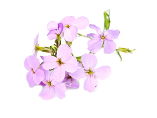 Violet gilliflower Hesperis matrionalis isolated on white background