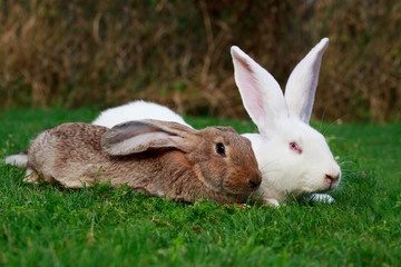 two rabbits on a green