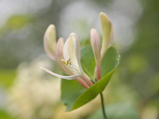 Italian woodbine Lonicera caprifolium flowering