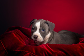 American Pitbull Puppy