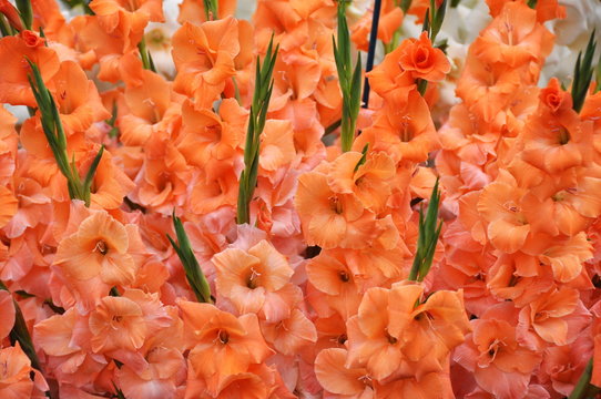 Fototapeta Big bouquet of orange gladiolus flowers