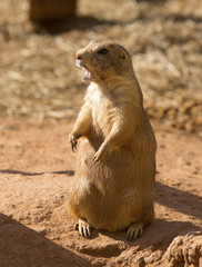 Alert prairie dog - South Dakota