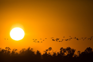 Sonnenuntergang mit Vogelzug